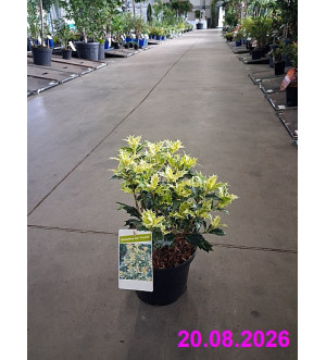 Osmanthus het. 'Tricolor' C 2,5 L